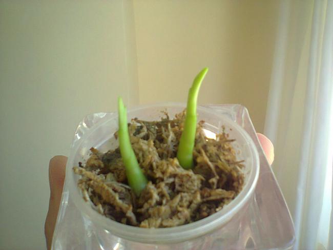 Name:  dendro.jpg
Views: 525
Size:  26.1 KB