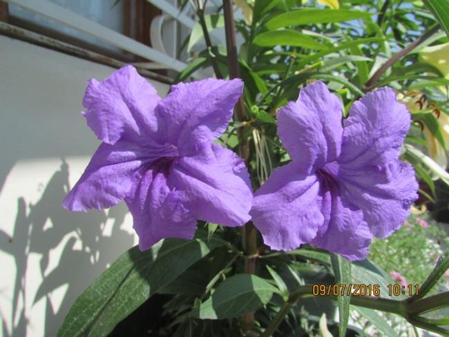 Name:  IMG_3631.jpg
Views: 479
Size:  50.8 KB