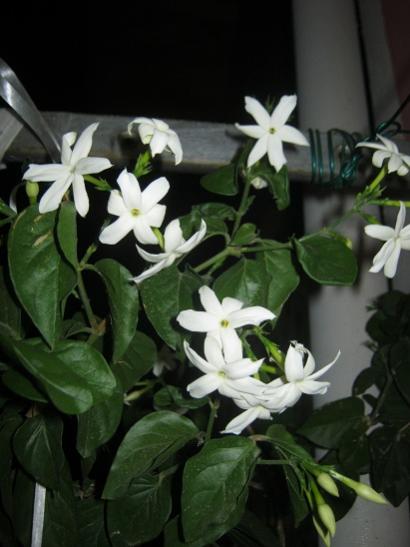 Name:  ful yasemin.jpg
Views: 612
Size:  30.8 KB