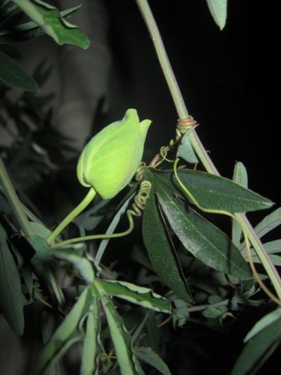 Name:  pasiflora.jpg
Views: 606
Size:  27.7 KB
