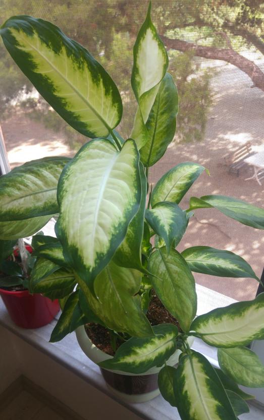 Name:  20160725_091424-1.jpg
Views: 310
Size:  73.4 KB