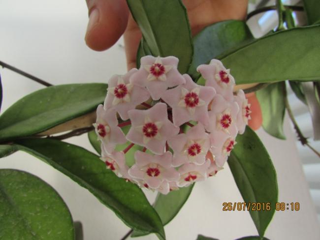 Name:  IMG_3777.jpg
Views: 532
Size:  33.1 KB