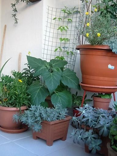 Name:  datura.jpg
Views: 582
Size:  37.2 KB