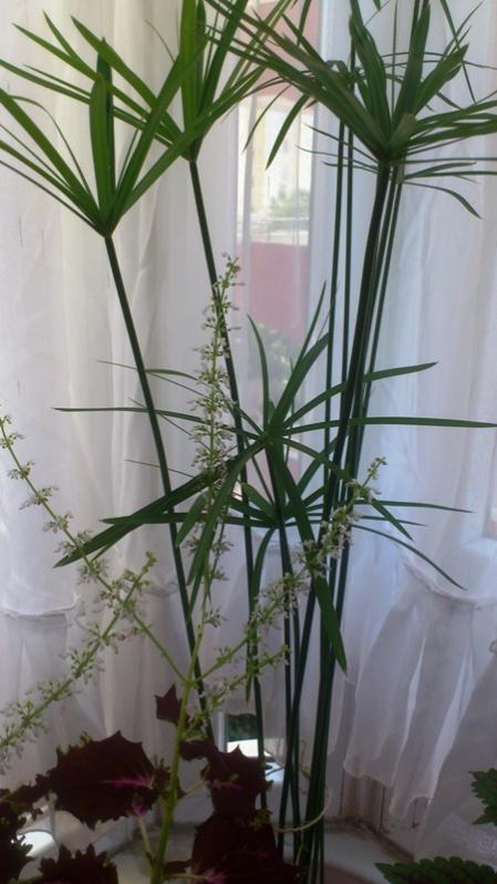Name:  031.jpg
Views: 341
Size:  52.8 KB