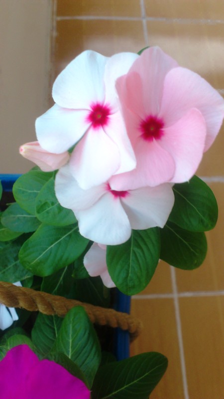 Name:  039.jpg
Views: 350
Size:  61.1 KB