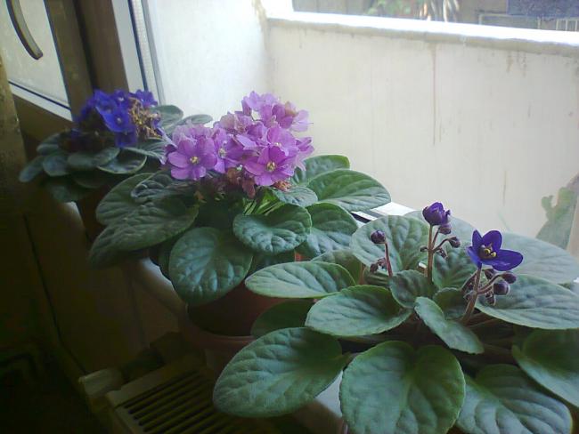 Name:  m-1.jpg
Views: 437
Size:  38.2 KB