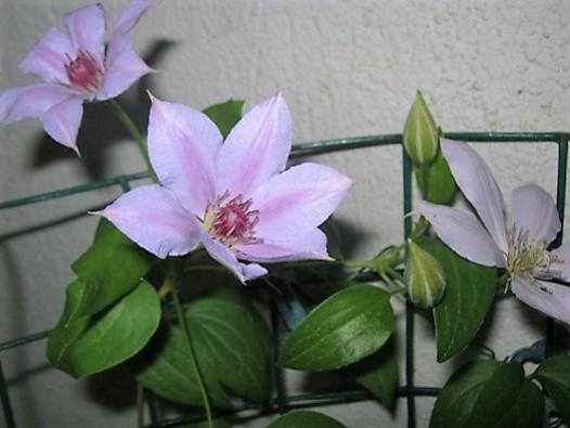 Name:  clematis.jpg
Views: 551
Size:  27.5 KB