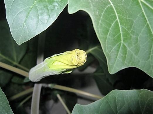 Name:  datura.jpg
Views: 535
Size:  25.4 KB
