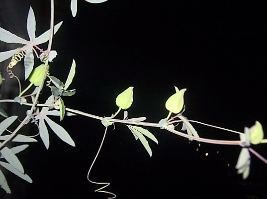 Name:  pasiflora2.jpg
Views: 583
Size:  68.7 KB