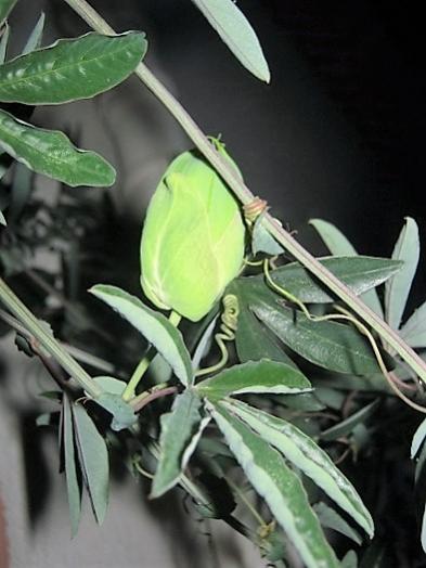 Name:  pasiflora.jpg
Views: 531
Size:  33.7 KB