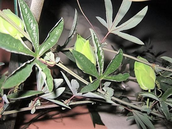 Name:  pasiflora1.jpg
Views: 554
Size:  49.1 KB