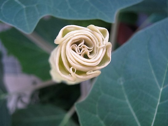 Name:  datura--.jpg
Views: 803
Size:  63.2 KB