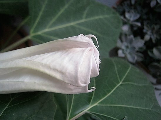 Name:  datura---.jpg
Views: 511
Size:  68.8 KB