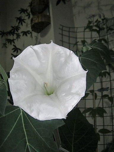 Name:  datura----.jpg
Views: 530
Size:  69.7 KB