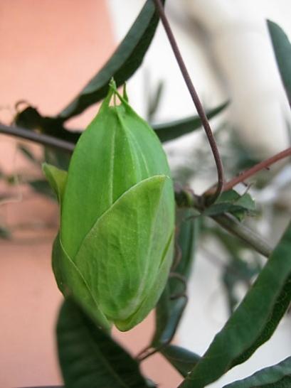 Name:  pasiflora.jpg
Views: 500
Size:  23.9 KB
