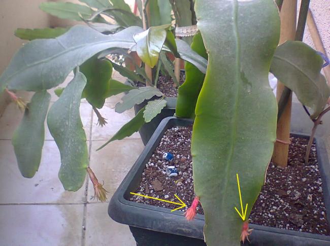 Name:  alttan grnt.jpg
Views: 393
Size:  49.0 KB