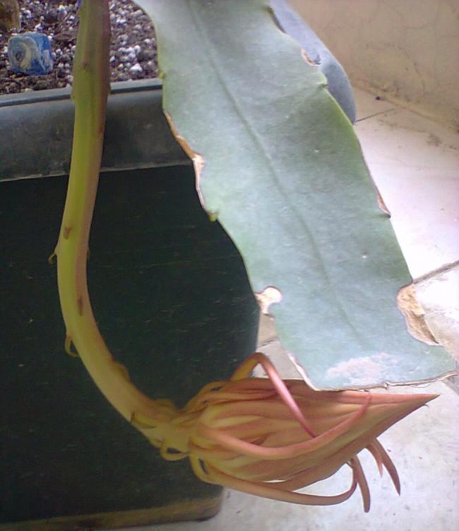 Name:  to.jpg
Views: 373
Size:  49.4 KB