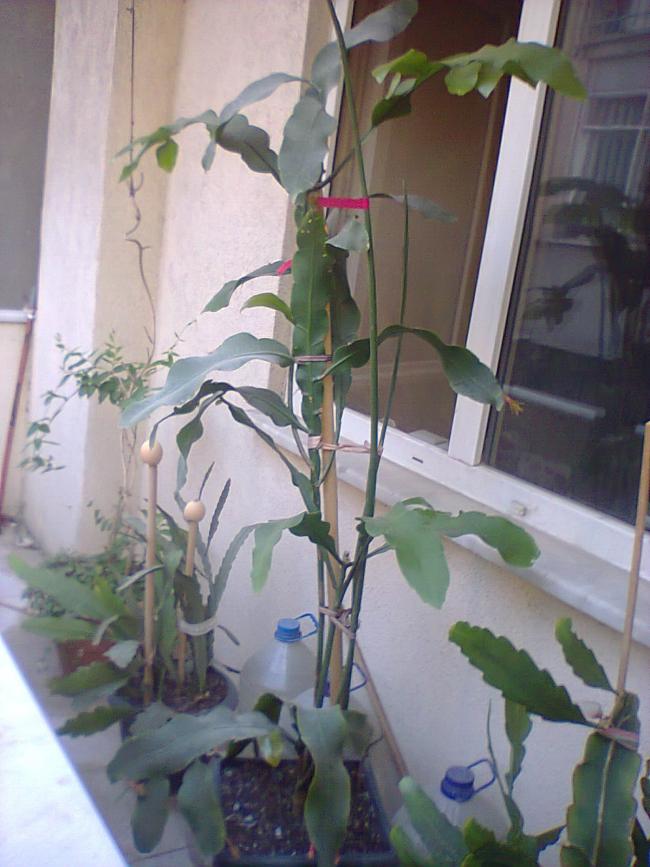 Name:  prnss.jpg
Views: 380
Size:  67.8 KB