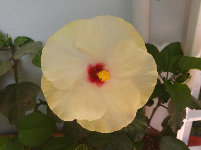 Name:  20160727_152052-1.jpg
Views: 444
Size:  25.1 KB