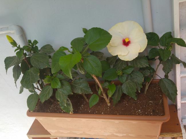 Name:  20160727_152058-1.jpg
Views: 443
Size:  36.5 KB