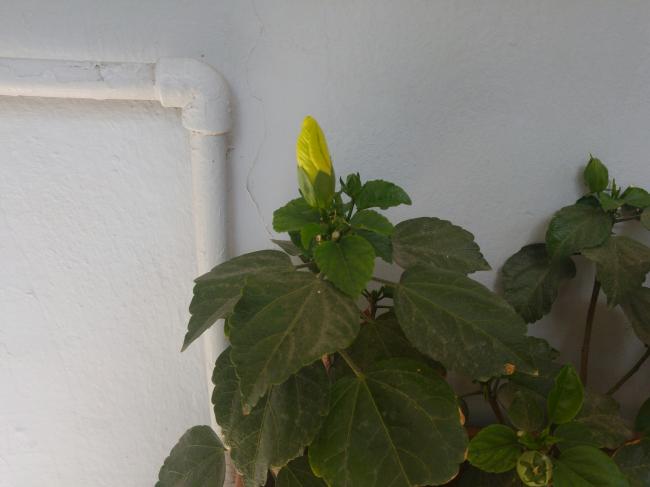 Name:  20160727_152102-1.jpg
Views: 444
Size:  26.5 KB