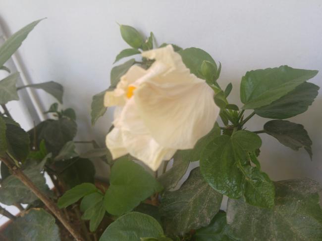 Name:  20160729_115853-1.jpg
Views: 500
Size:  28.5 KB
