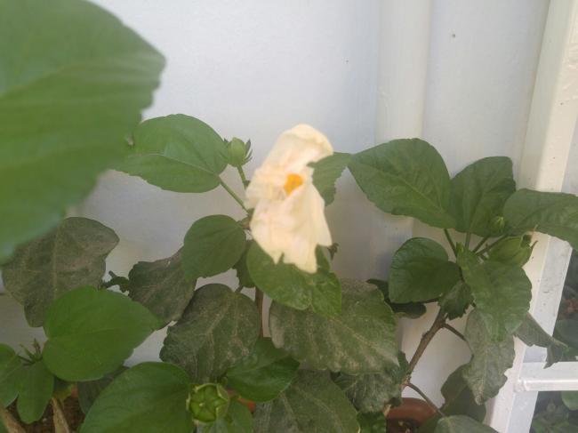 Name:  20160729_115850-1.jpg
Views: 497
Size:  28.7 KB