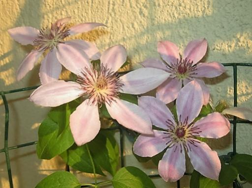 Name:  clematis.jpg
Views: 490
Size:  34.5 KB