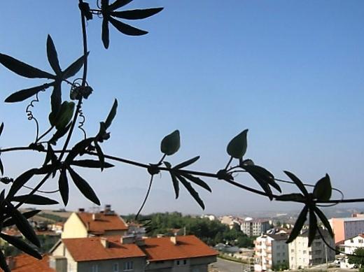 Name:  pasiflora1.jpg
Views: 479
Size:  31.1 KB