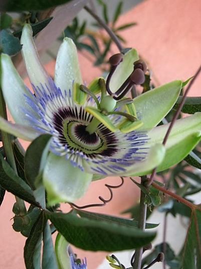 Name:  pasiflora2.jpg
Views: 474
Size:  35.2 KB
