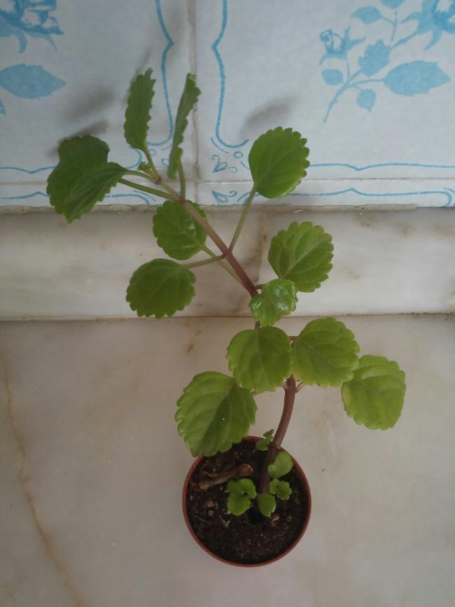 Name:  20160727_152530-1.jpg
Views: 413
Size:  41.5 KB