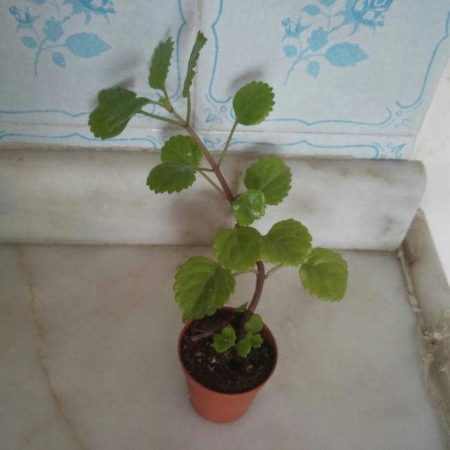Name:  20160727_152543-1-1.jpg
Views: 419
Size:  30.2 KB