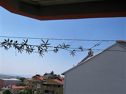Name:  PASFLORA1.jpg
Views: 457
Size:  68.6 KB