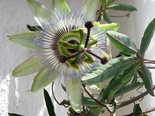 Name:  pasiflora.jpg
Views: 465
Size:  37.3 KB