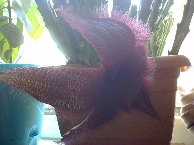 Name:  Fotoraf4790.jpg
Views: 358
Size:  39.3 KB