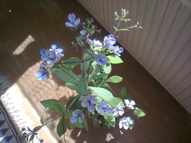 Name:  Fotoraf4805.jpg
Views: 355
Size:  44.2 KB