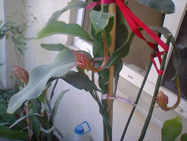 Name:  Fotoraf4807.jpg
Views: 359
Size:  47.9 KB