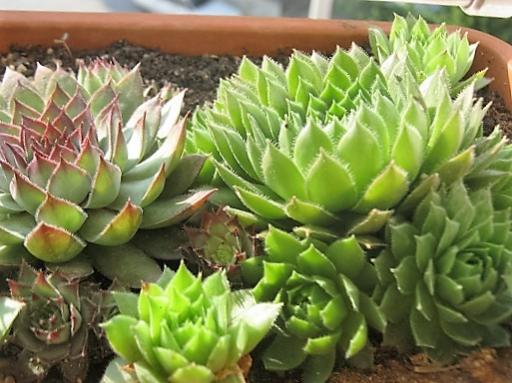 Name:  -sempervivum.jpg
Views: 418
Size:  40.7 KB