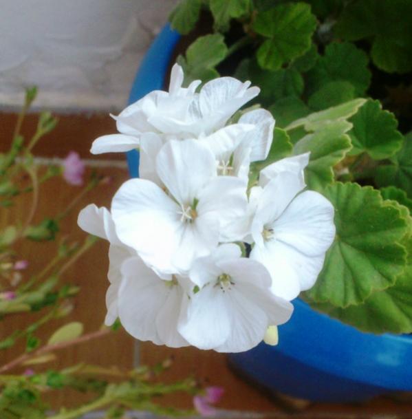 Name:  057.jpg
Views: 522
Size:  36.3 KB