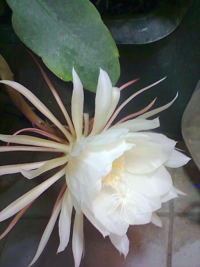 Name:  Prenses-73.jpg
Views: 526
Size:  61.9 KB