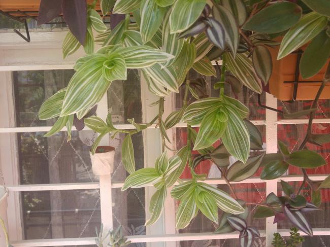 Name:  20160809_145434-1.jpg
Views: 313
Size:  55.5 KB