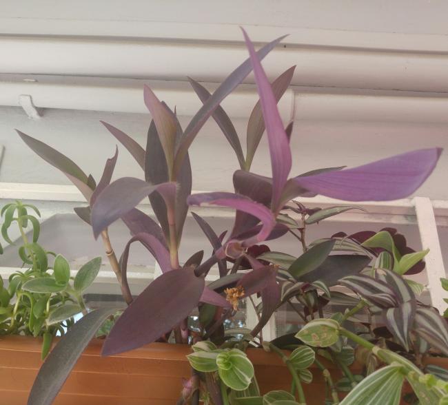 Name:  20160809_145437-1.jpg
Views: 342
Size:  44.8 KB