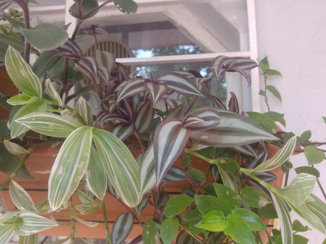 Name:  20160809_145443-1.jpg
Views: 310
Size:  47.9 KB