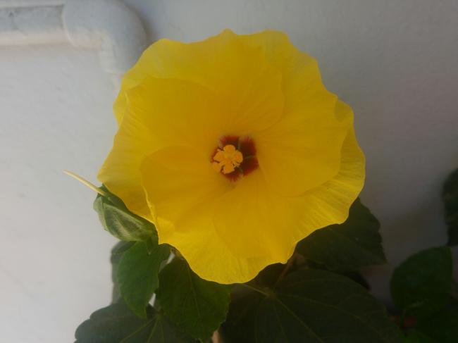 Name:  20160811_140502-1.jpg
Views: 316
Size:  17.4 KB
