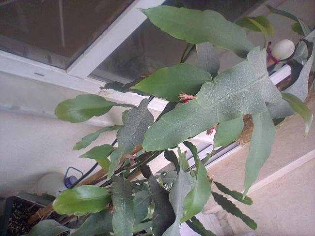 Name:  Prenses-80.jpg
Views: 379
Size:  40.8 KB