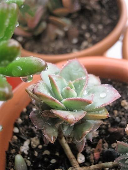 Name:  aeonium.jpg
Views: 896
Size:  31.8 KB