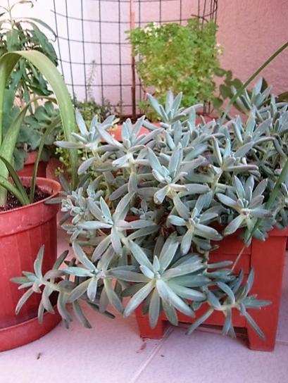 Name:  graptosedum.jpg
Views: 919
Size:  46.7 KB