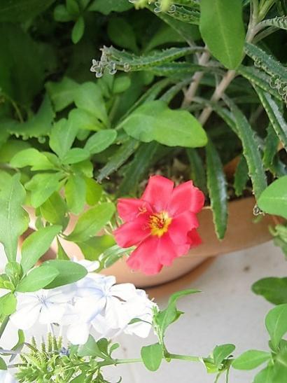 Name:  k ipek.jpg
Views: 875
Size:  36.4 KB