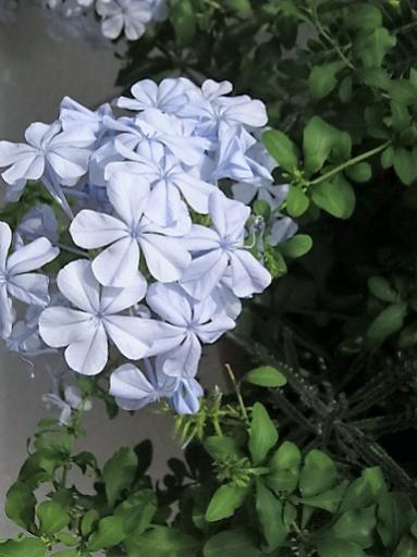Name:  m yasemin1.jpg
Views: 898
Size:  32.4 KB