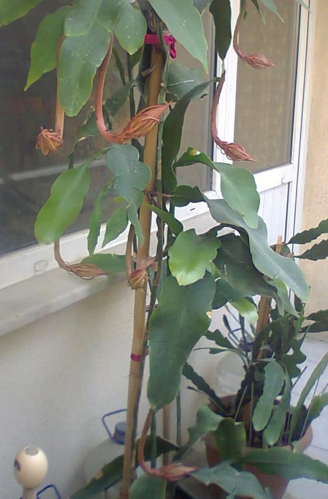 Name:  fotoraf4999_001.jpg
Views: 419
Size:  70.3 KB